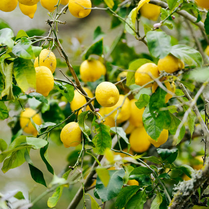 Lemons - 5kg