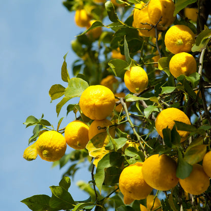 Lemons - 5kg
