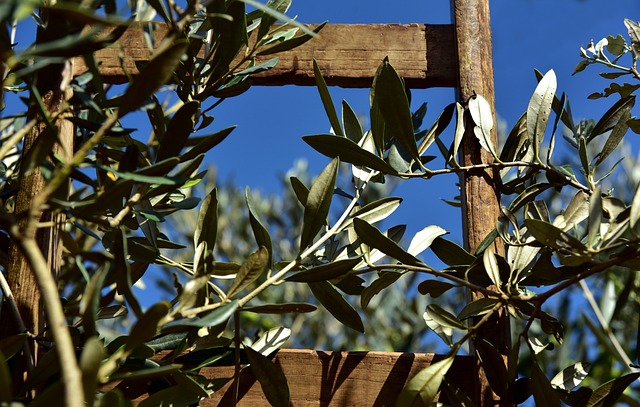 Oliwki do oliwy z oliwek